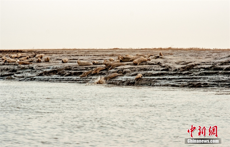 Сотни тихоокеанских пятнистых тюленей замечены в устье реки Ляохэ в Северо-Восточном Китае