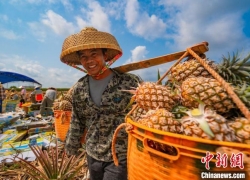 Китайский уезд Сюйвэнь провинции Гуандун славится производством ананасов