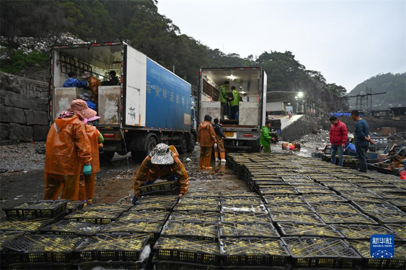В провинции Фуцзянь наступает сезон выращивания мальков морского ушка