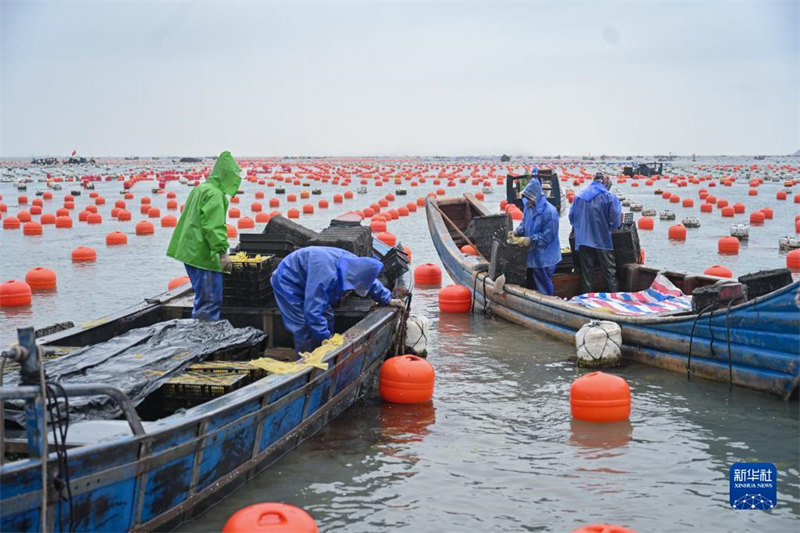 В провинции Фуцзянь наступает сезон выращивания мальков морского ушка