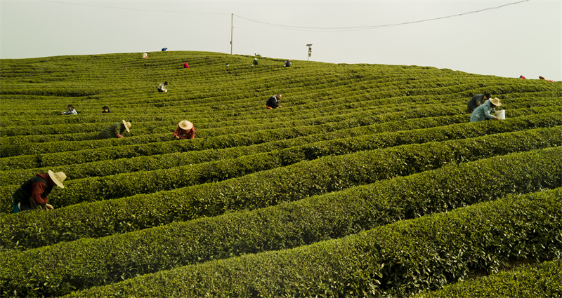 Китайский город Чиби активно наращивает чайную индустрию