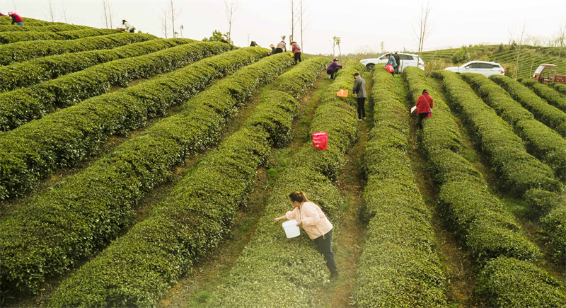Китайский город Чиби активно наращивает чайную индустрию