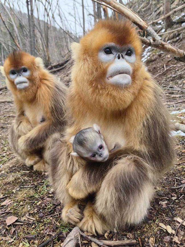 В природном заповеднике Шэньнунцзя родились четыре детеныша золотистой обезьяны