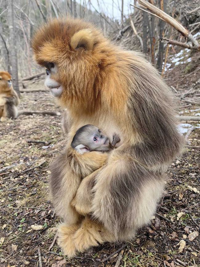 В природном заповеднике Шэньнунцзя родились четыре детеныша золотистой обезьяны
