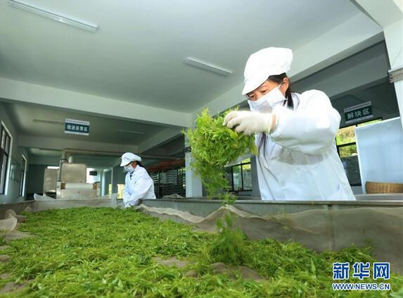 Чай Мэйча города Чжанцзяцзе: как крошечные чайные листья «выросли» в масштабное производство