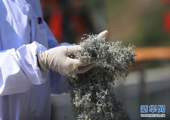 Чай Мэйча города Чжанцзяцзе: как крошечные чайные листья «выросли» в масштабное производство