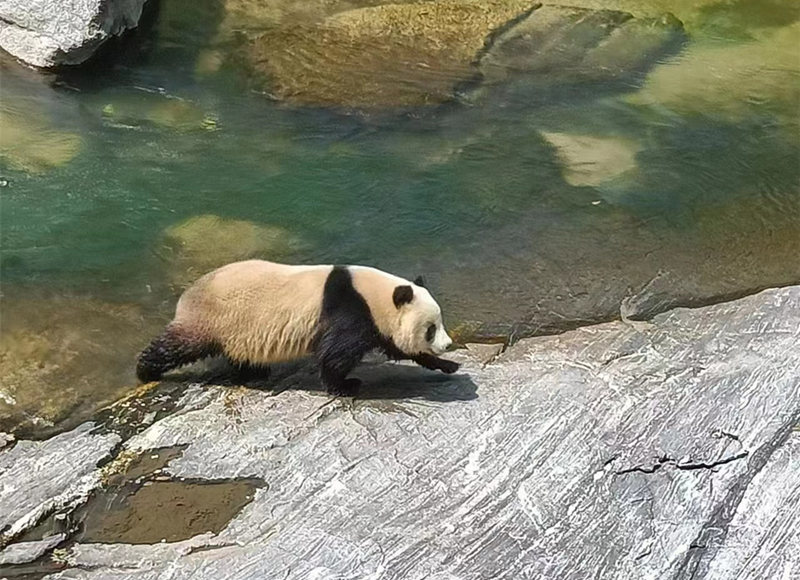 Дикая большая панда на северо-западе Китая уверенно переплыла реку