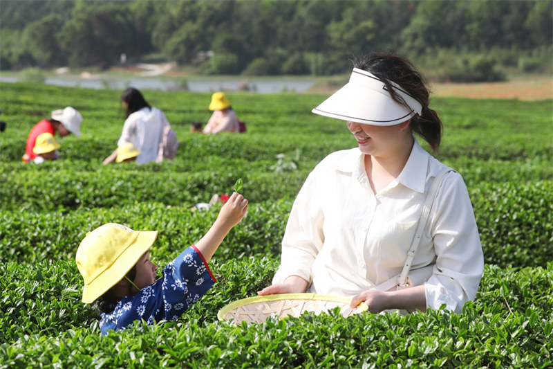 Чайный туризм способствует возрождению сельского района Синьцзебу