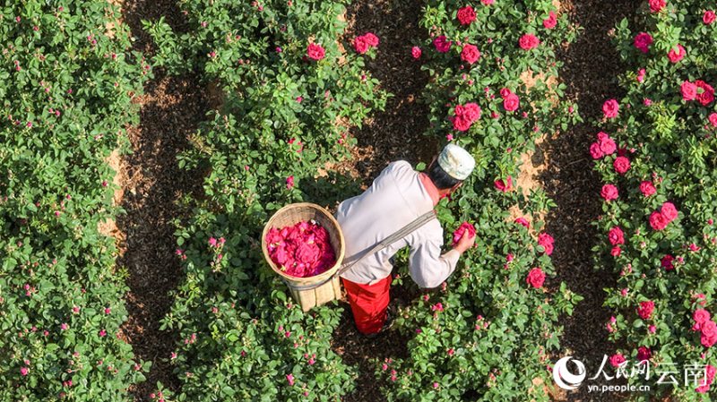 В китайском городе Аньнин начался сезон сбора роз