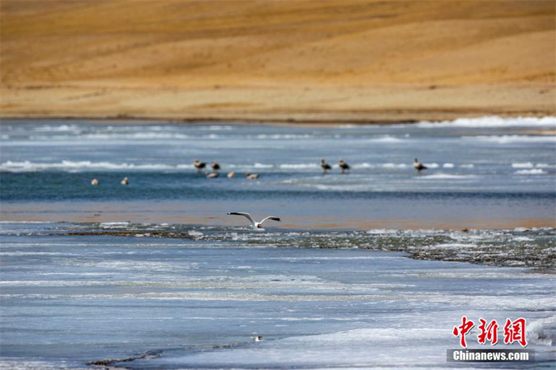 На озере Манасаровар Тибета тает лед