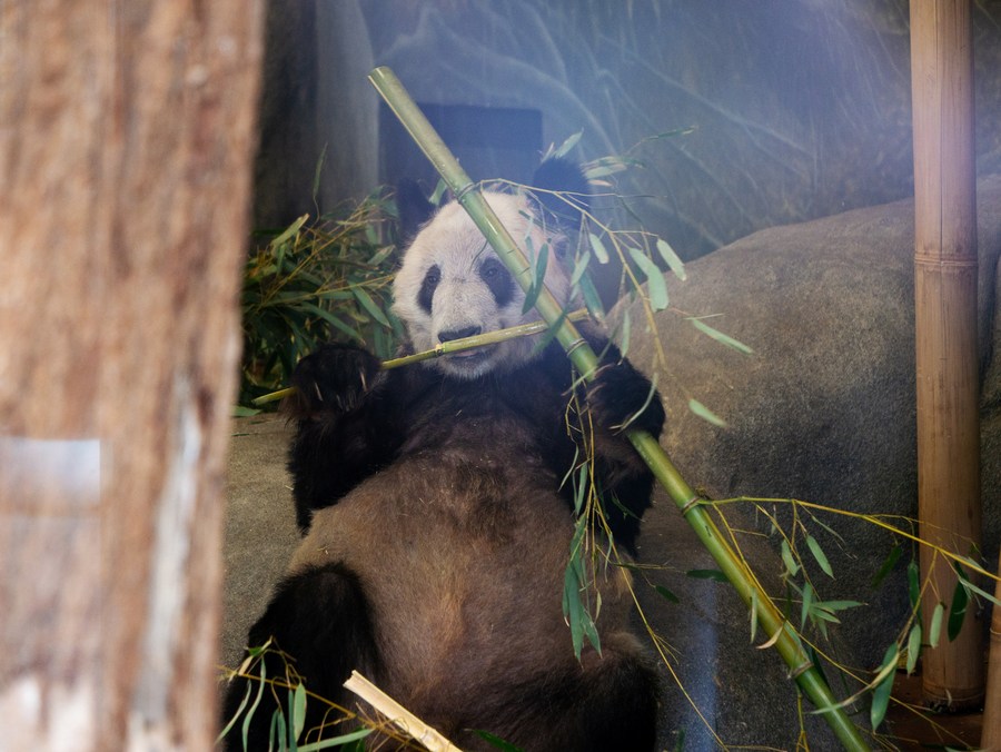 8 апреля 2023 года, панда Я Я в зоопарке Мемфиса США. /Фото: Синьхуа/ 