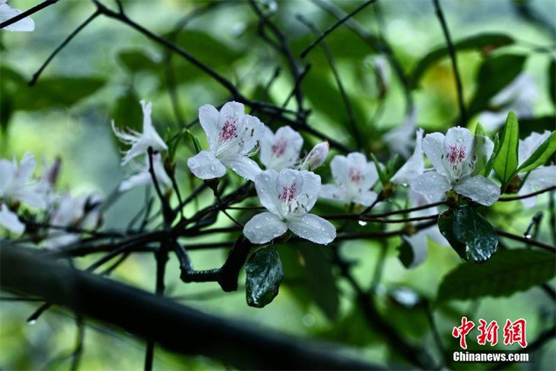 Массовое цветение растений в национальном парке «Уишань»