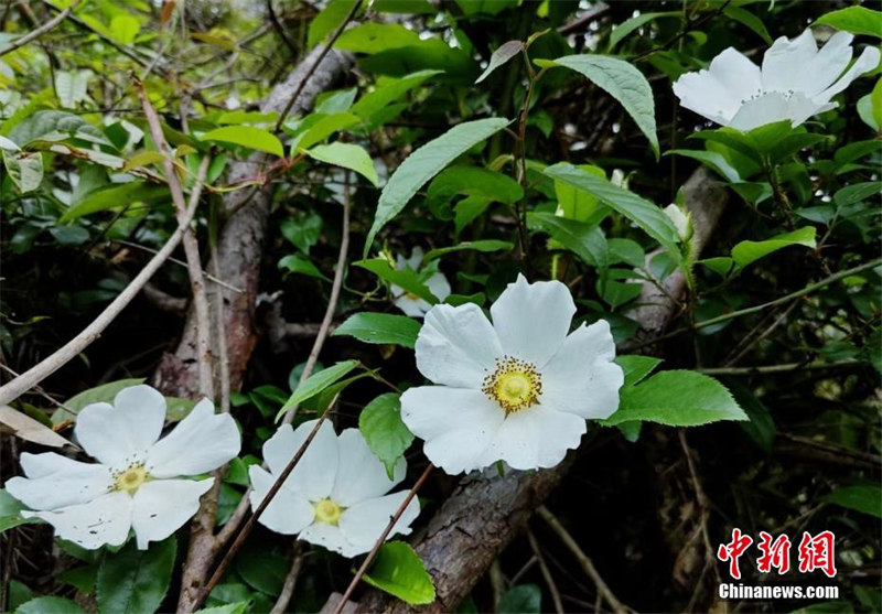 Массовое цветение растений в национальном парке «Уишань»