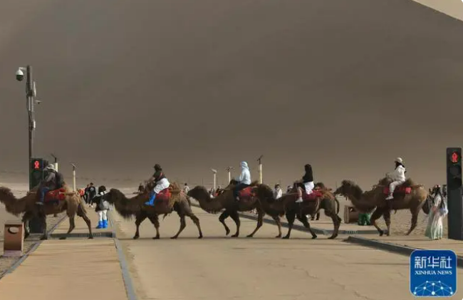 В городе Дуньхуан появились специальные светофоры для верблюдов