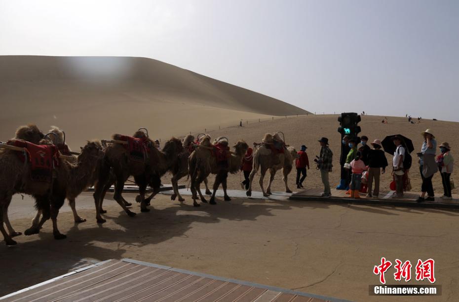 В городе Дуньхуан появились специальные светофоры для верблюдов