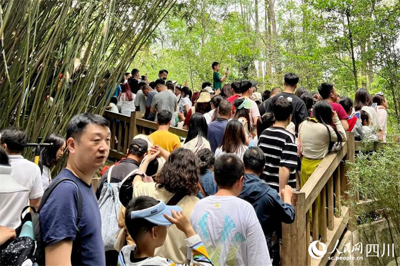 Во время первомайских каникул База по исследованию и разведению больших панд в городе Чэнду приняла 269 тыс. туристов