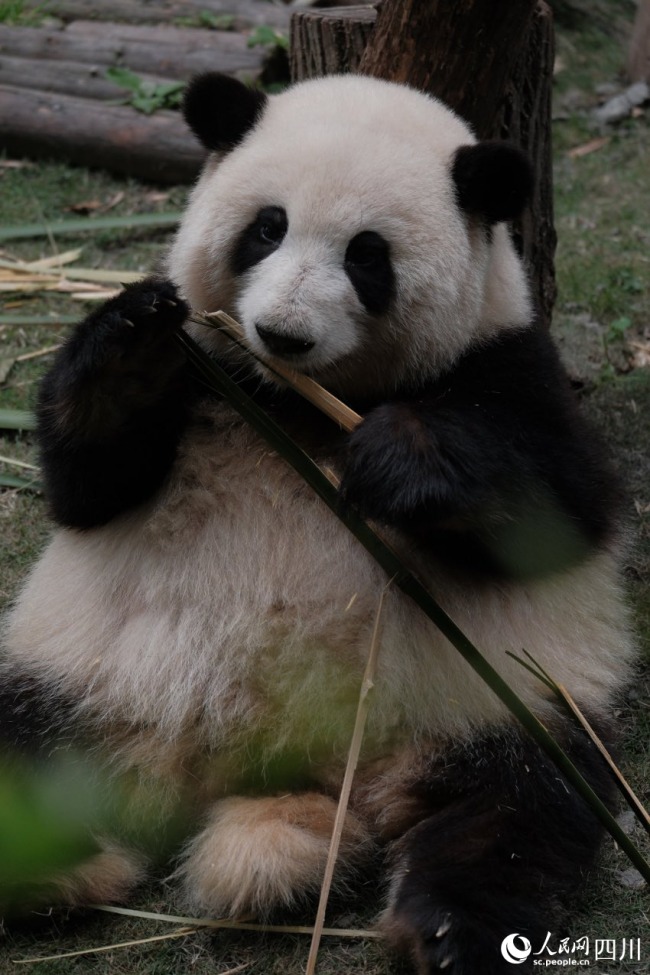 Во время первомайских каникул База по исследованию и разведению больших панд в городе Чэнду приняла 269 тыс. туристов