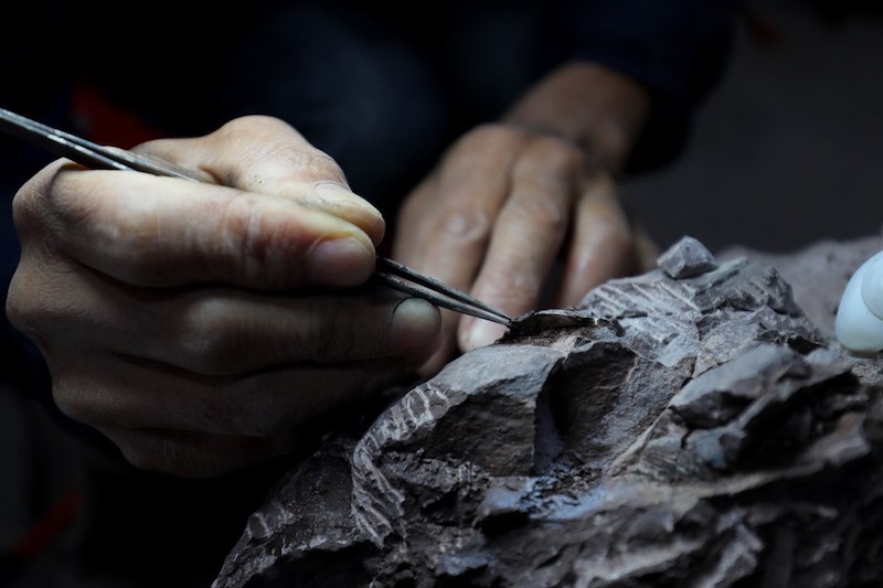 В провинции Фуцзянь на востоке Китая найдены окаменелые яйца динозавра