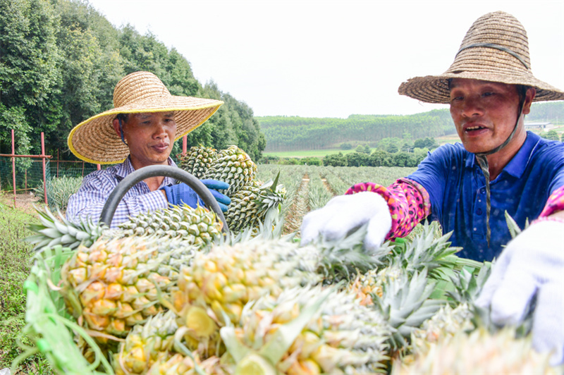 В Южном Китае начался сезон сбора необычных ананасов