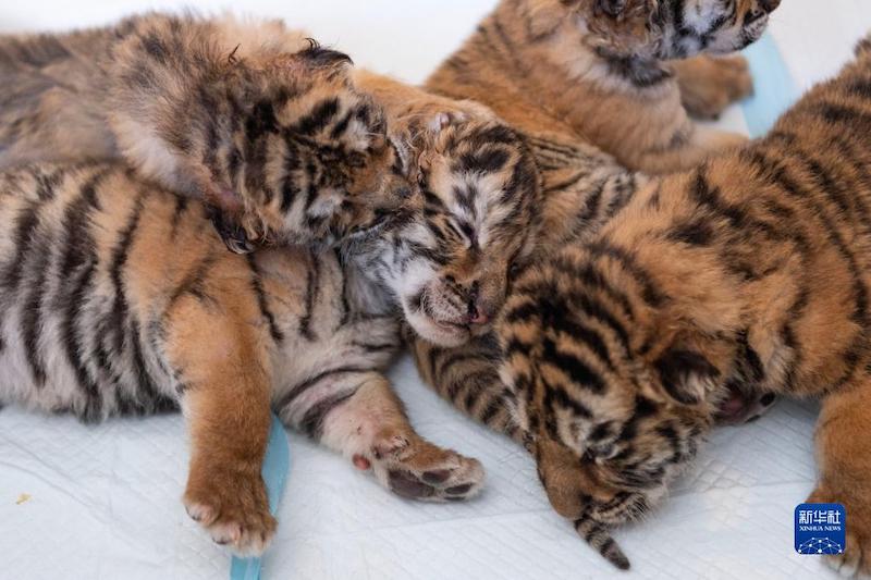 На северо-востоке Китая наступил пик сезона размножения маньчжурских тигров