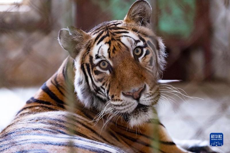 На северо-востоке Китая наступил пик сезона размножения маньчжурских тигров