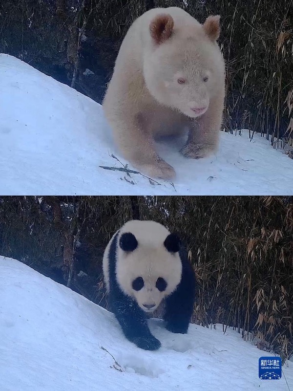 Взаимодействие между бамбуковыми медведями и редкой большой пандой-альбиносом замечено на юго-западе Китая