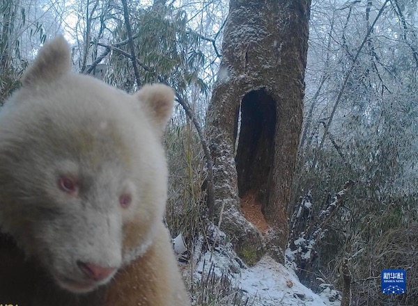 Взаимодействие между бамбуковыми медведями и редкой большой пандой-альбиносом замечено на юго-западе Китая