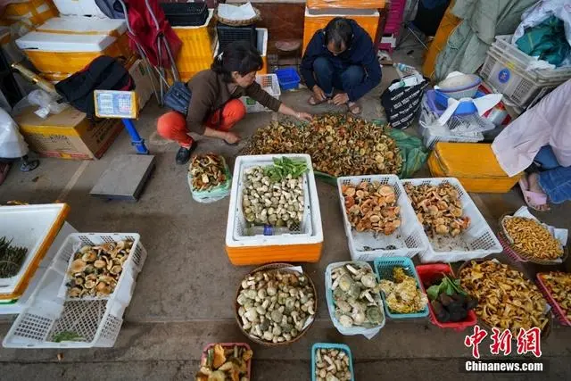 В Юньнани начался грибной сезон