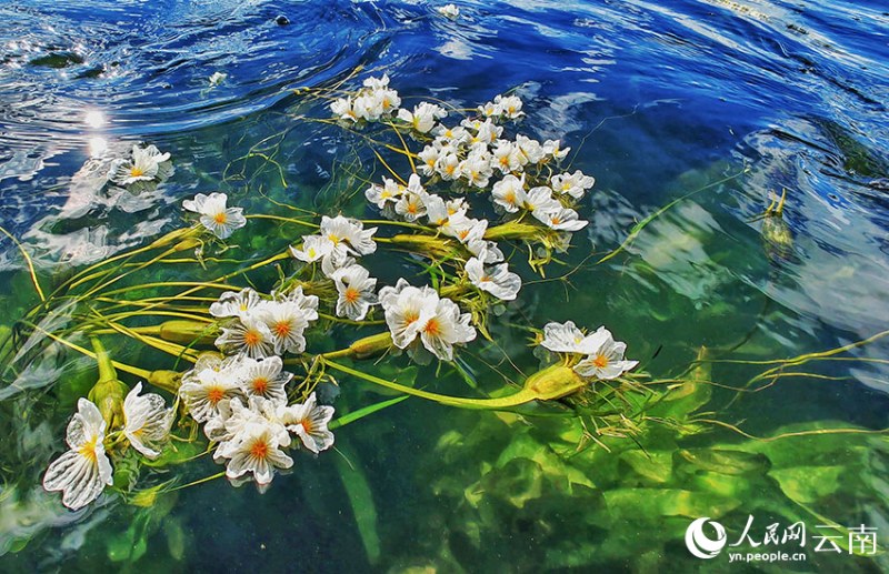 Живописное цветение оттелии остроконечной на озере Эрхай Юго-Западного Китая