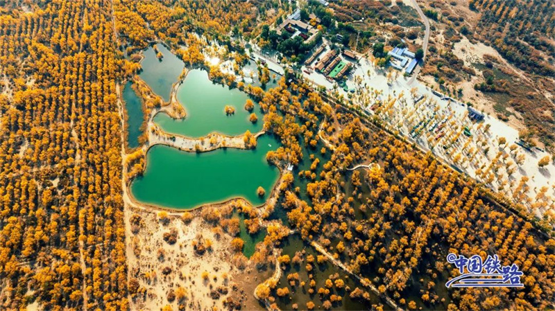 Осенний лес из евфратских тополей в пров. Ганьсу