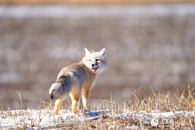 Фотограф запечатлел лисицу в поисках еды в городе Аргунь