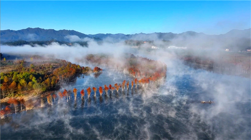 Красочные таксодиумы в водно-болотных угодьях Цинлунвань провинции Аньхой