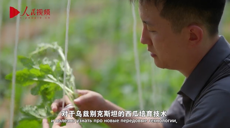 Парень из Узбекистана познает секреты выращивания китайских арбузов