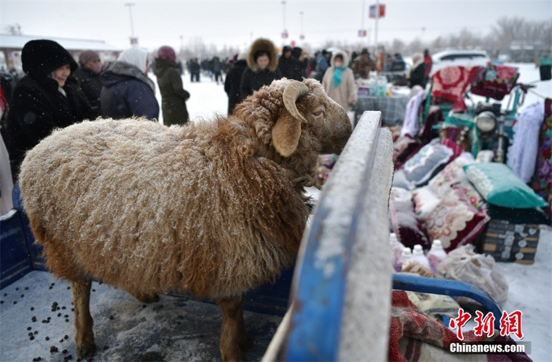 Единственная узбекская национальная волость в Китае встречает фестиваль зимнего забоя скота