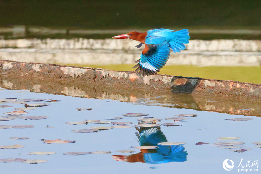 На озере Юньдан в Сямэне увеличивается численность птиц