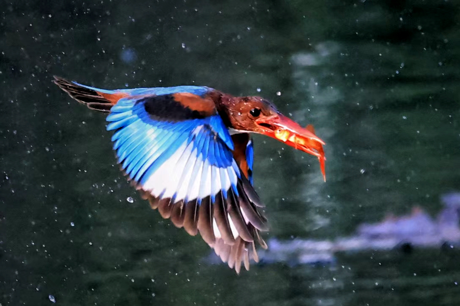 На озере Юньдан в Сямэне увеличивается численность птиц