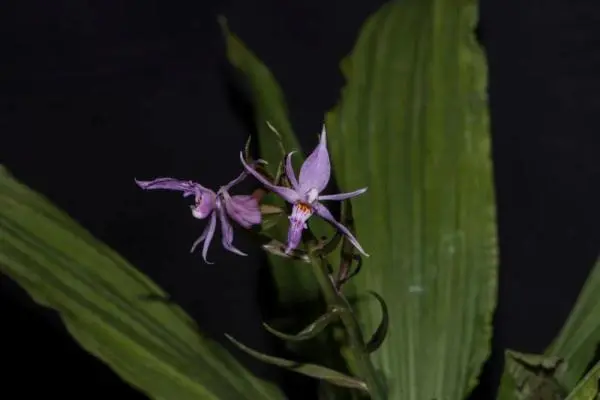 На юго-западе Китая был найден новый вид орхидеи