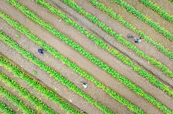 В Чунцине начались весенние полевые работы
