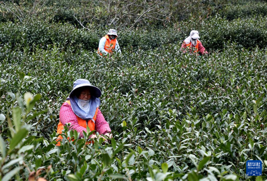 Сезон производства весеннего чая