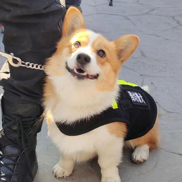 В Китае представлена первая в стране «резервная» полицейская собака породы корги