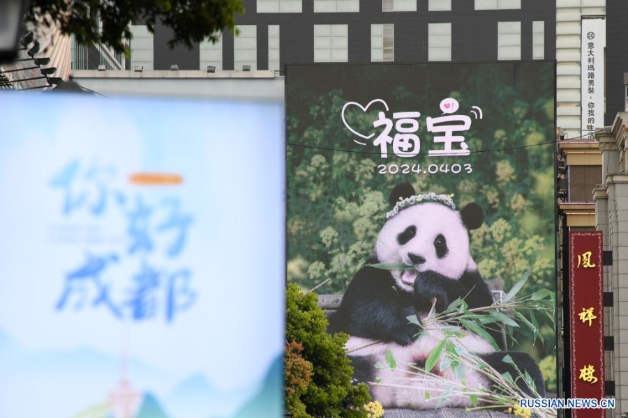Родившаяся в РК большая панда по кличке Фу Бао вернулась в Китай