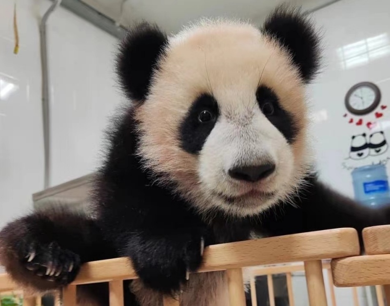 «Я расту!»: дневник развития малышки-панды Катюши