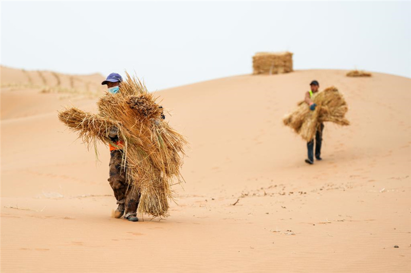 В автономном районе Внутренняя Монголия на севере Китая интенсивно ведется борьба с опустыниванием