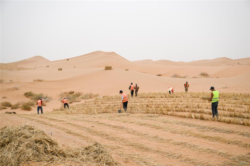 В автономном районе Внутренняя Монголия на севере Китая интенсивно ведется борьба с опустыниванием