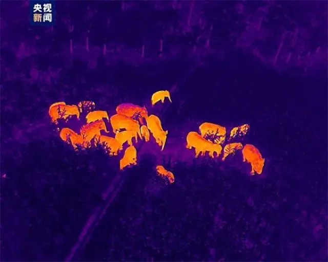 В провинции Юньнань заметили большое стадо азиатских слонов