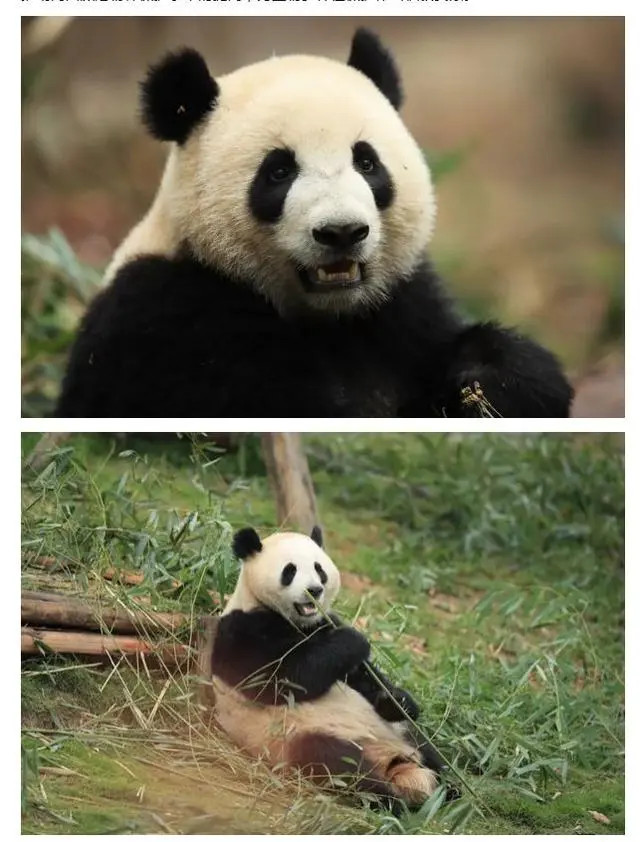 Пара больших панд отправилась из Китая в Испанию