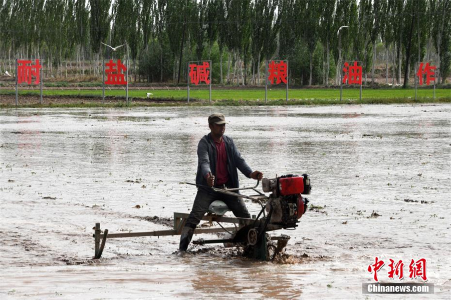 Посадка солеустойчивого риса в Кашгаре