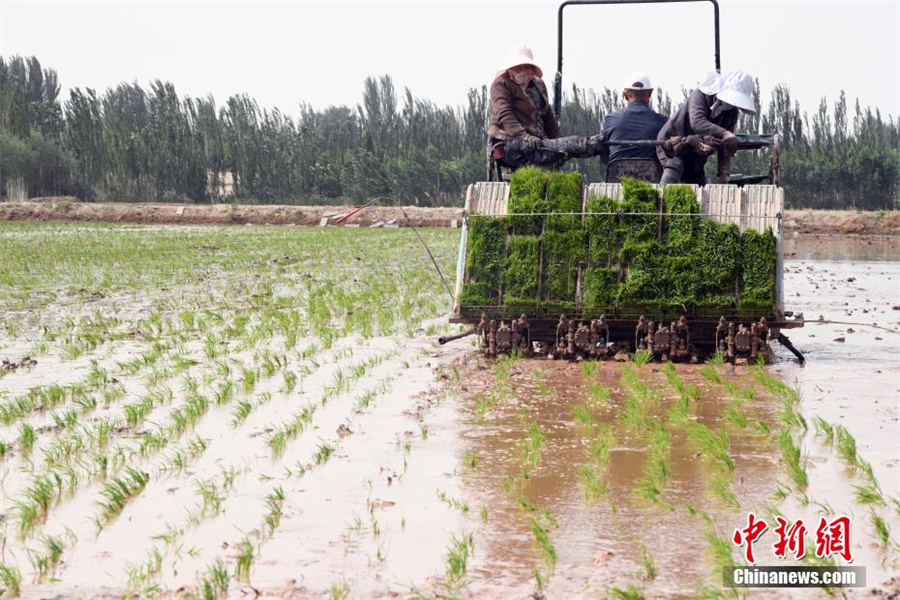 Посадка солеустойчивого риса в Кашгаре