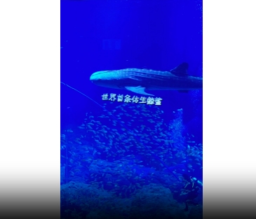 В Китае разработали бионическую китовую акулу-робота