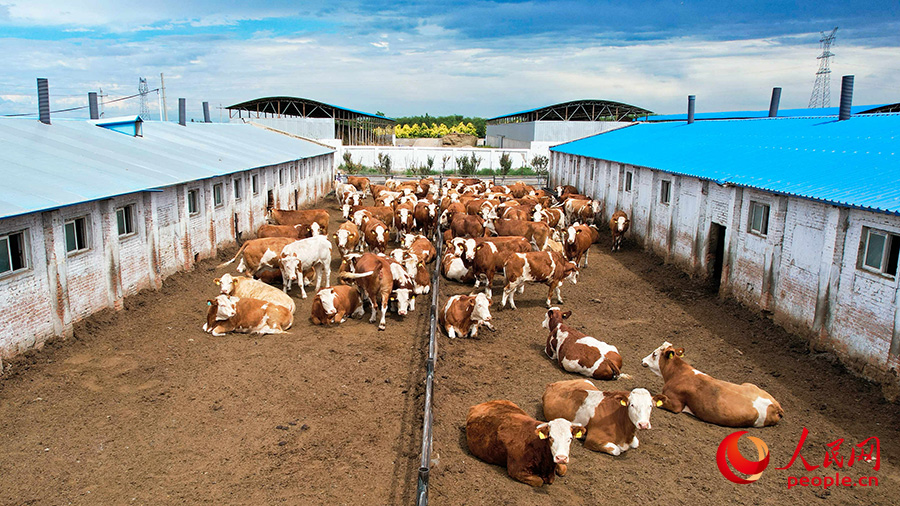 В Синьцзяне расположена крупнейшая в Северо-Западном Китае ферма по разведению мясного КРС